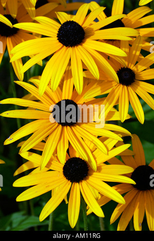 La floraison des fleurs de cône (Rudbeckia fulgida Goldsturm cultivar var. sullivantii Goldsturm cultivar) Banque D'Images