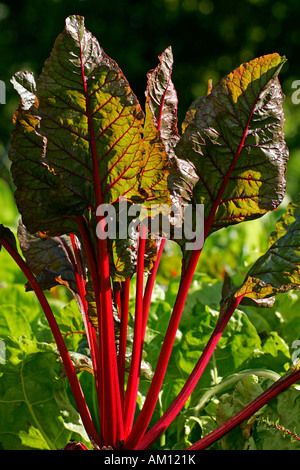 Bette à carde Rhubarbe cultivar plante - feuilles de betterave betterave - feuillage - blettes - légume - (Beta vulgaris var. cicla) Banque D'Images