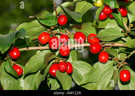 Cherry en cornaline - direction aux fruits rouges - fruits (Cornus mas) Banque D'Images