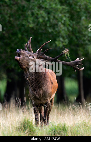 Red Stag Belling pendant le rut - red deer en chaleur - mâle (Cervus elaphus) Banque D'Images