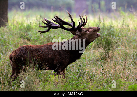 Red Stag Belling pendant le rut - red deer en chaleur - mâle (Cervus elaphus) Banque D'Images
