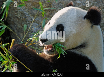 Panda géant (Ailuropoda melanoleuca), 'black-and-white cat-pied' ; le jardin zoologique, le bâtiment principal, Vienne Banque D'Images