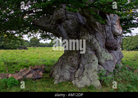 Très forte et vieux hêtre commun - Big Tree Trunk (Fagus sylvatica) Banque D'Images