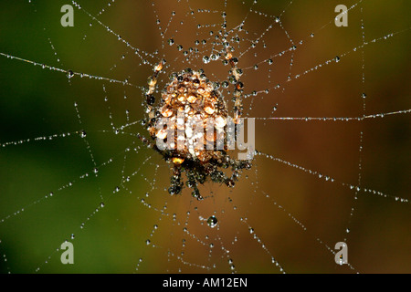 Croix-rouge - araignée araignée avec dewdrops - cross orbweaver - jardin araignée européenne (Araneus diadematus) Banque D'Images