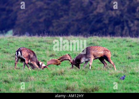 La lutte contre les cerfs en jachère pendant le rut, les mâles (Cervus dama) (Dama dama) Banque D'Images