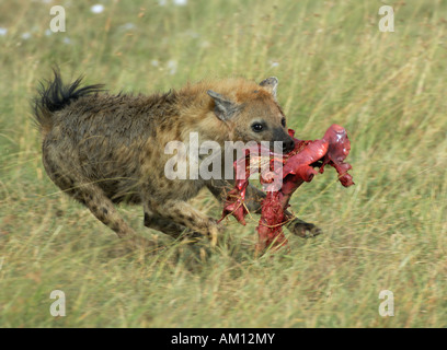 L'Hyène tachetée (Crocuta crocuta), s'échapper avec les proies, Corridor ouest, Serengeti, Tanzanie Banque D'Images