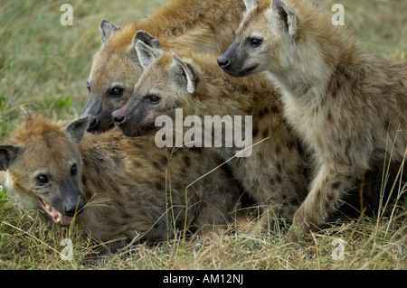 L'Hyène tachetée (Crocuta crocuta), pack bien couché ensemble, Western Corridor, Serengeti, Tanzanie Banque D'Images