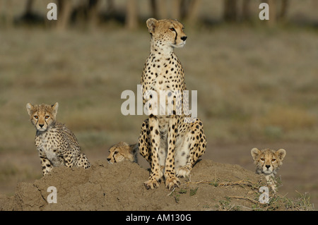 Le Guépard (Acinonyx jubatus), Femme avec trois oursons sur la colline de termites, Serengeti, Tanzanie Banque D'Images