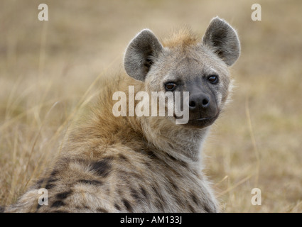 L'Hyène tachetée (Crocuta crocuta), portrait, Masai Mara, Kenya Banque D'Images