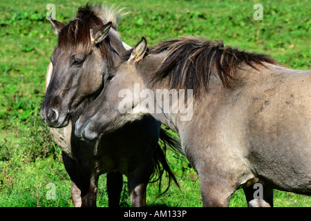 Chevaux Konik - comportement social (Equus przewalskii f. caballus) Banque D'Images