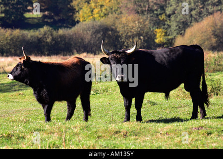 - Bovins Heck heck cattles - bull et de l'aurochs - vache - Bos primigenius f paire (taurus). Banque D'Images
