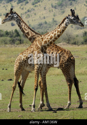 Les Girafes Masai (Girafe camelopardalis), deux jeunes taureaux de combat, Masai Mara, Kenya Banque D'Images