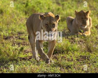 Lion (Panthera leo), marche à pied lionne dans la lumière du matin, Serengeti, Tanzanie Banque D'Images