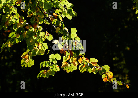 Le hêtre commun - - feuilles à l'automne couleurs - feuillage coloré (Fagus sylvatica) Banque D'Images