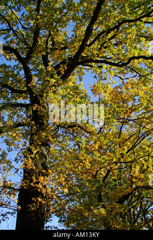 Old English oak - chêne pédonculé - feuilles à l'automne couleurs - feuillage coloré Banque D'Images