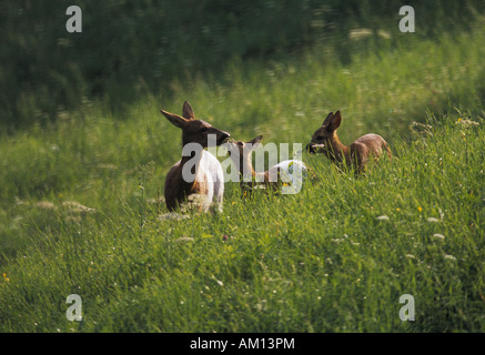 Le Chevreuil (Capreolus capreolus), Doe avec de jeunes re standing on meadow, couleur blanche, défauts de pigmentation Banque D'Images