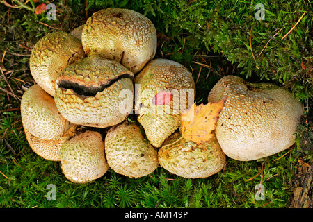 Balle Terre commune - champignons - toadstool (Scleroderma citrinum) Banque D'Images