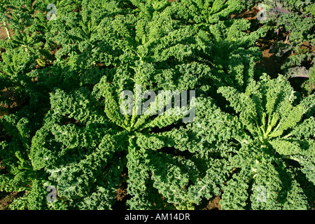 Chou vert - chou frisé - légumes - chou (Brassica oleracea var. sabellica) Banque D'Images