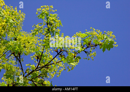 Érable de Norvège - feuilles et fleurs au printemps (Acer platanoides) Banque D'Images