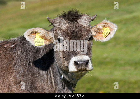 Veau sur une prairie, Alpe di Siusi, le Tyrol du Sud, Italie Banque D'Images