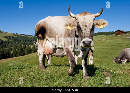 Vache dans un pré, Alpe di Siusi, le Tyrol du Sud, Italie Banque D'Images