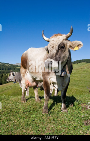 Vache dans un pré, Alpe di Siusi, le Tyrol du Sud, Italie Banque D'Images