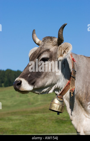 Portrait d'une vache dans un pré, Alpe di Siusi, le Tyrol du Sud, Italie Banque D'Images