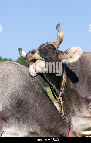 Une autre vache vache lèche, Alpe di Siusi, le Tyrol du Sud, Italie Banque D'Images