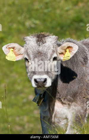 Portrait d'un veau sur une prairie, Alpe di Siusi, le Tyrol du Sud, Italie Banque D'Images