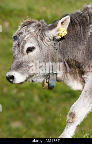 Portrait d'un veau sur une prairie, Alpe di Siusi, le Tyrol du Sud, Italie Banque D'Images