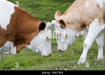 Deux vaches, près de meadow par Grossglockner Hochalpenstrasse, parc national Hohe Tauern, Autriche Banque D'Images