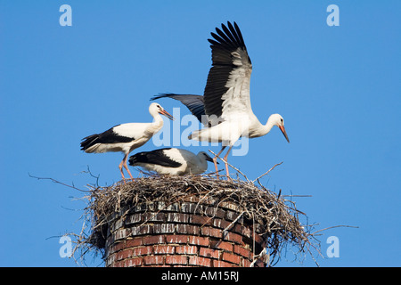 Les jeunes storchs blanche (Ciconia ciconia) pratiquant à voler dans leur nid, Allemagne Banque D'Images