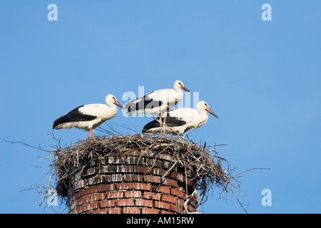Les jeunes storchs blanche (Ciconia ciconia) dans leur nid, Allemagne Banque D'Images