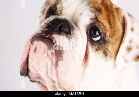 Bulldog anglais Banque D'Images