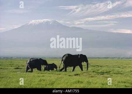 Les éléphants et Kilimandjaro Banque D'Images