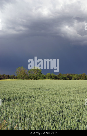 Le blé tendre (Triticum aestivum), champ, Jura souabe, Bade-Wurtemberg, Allemagne Banque D'Images