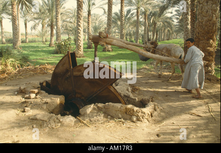Egypte Afrique du nord du delta du Nil, à l'aide d'eau typique Sakia Garçon volant tiré par l'âne pour l'irrigation avec la date des palmiers Banque D'Images