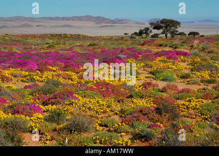 Des fleurs dans le désert du Namib après la pluie, Aus, Namibie Banque D'Images