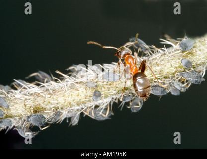 Red ant (Formica rufa) sur une plante avec les pucerons (Aphidoidea) Banque D'Images