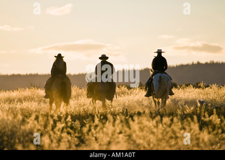 Cowboys à cheval au coucher du soleil, de l'Oregon, USA Banque D'Images