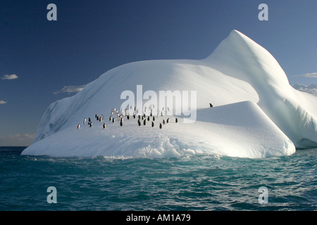 Manchots à Jugulaire et reposant sur un iceberg dans la mer de Scotia, l'Antarctique.Une petite fourrure les observe Banque D'Images