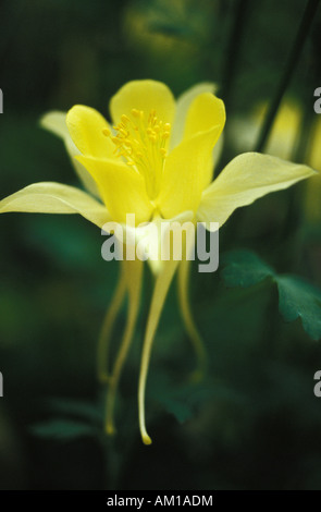 Fleur d'ancolie aquilegia (jaune) au crépuscule Banque D'Images