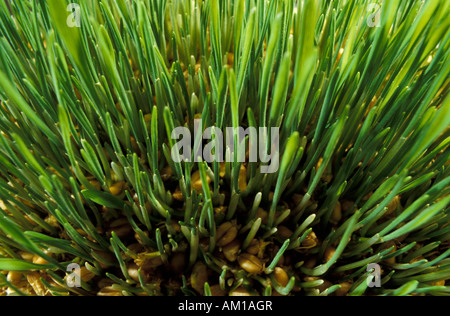 La germination des grains de blé (sur l'échiquier, Damier, cequerboard) avec de jeunes lames vertes. Histoire (Légende) de l'Indian kin Banque D'Images
