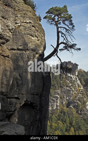 La "Wehlkiefer" sur la Bastei/Elbsandsteingebirge/Saxe/Allemagne Banque D'Images