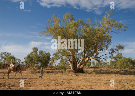Camel safari, Alice Springs, Territoires du Nord, Amérique, Australie Banque D'Images