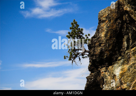 Le pin de montagne (Pinus mugo) sur le mur de granit Banque D'Images
