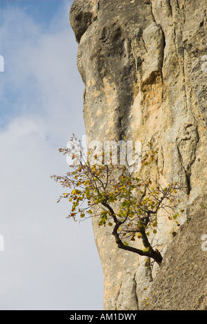 Arbre grandit dans une paroi rocheuse, la vallée du Danube, district de Sigmaringen, Bade-Wurtemberg, Allemagne Banque D'Images