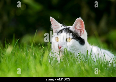 European shorthair cat se trouve dans l'herbe Banque D'Images