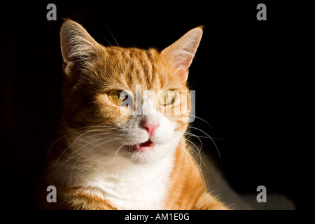 European shorthair cat Banque D'Images