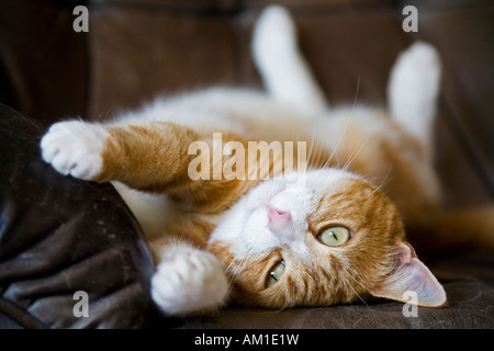 European shorthair cat se trouve sur son dos Banque D'Images